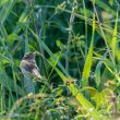 Rousserolle effarvatte avec des insectes dans le bec